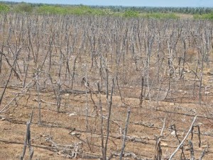 En esta tierra, En Tamayo (parte suroeste del país) el pasado año la sequía destruyó una plantación completa de tindora (un producto parecido al pepino). (Edward Roustand) 